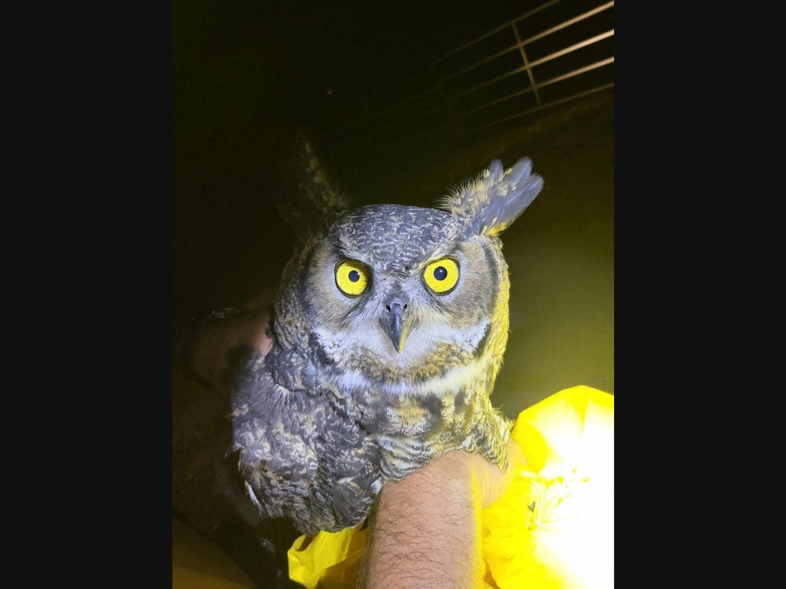 This jaywalking owl received a lift from the CHP to a local rescue center.