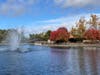After the rain at Heather Farm Park in Walnut Creek, California