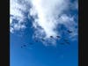 Birds take flight after the rain in Walnut Creek, California