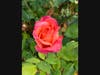 Raindrops on a rose in Walnut Creek, California