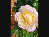 Raindrops on a rose in Walnut Creek, California