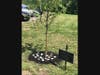 Elizabeth Seton Memorial Tree and Painted Stones