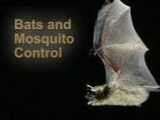 One bat can catch up to 1,000 mosquito-sized insects in a single hou