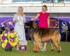 Cru wins at Westminster with his handler, Michelle Scott