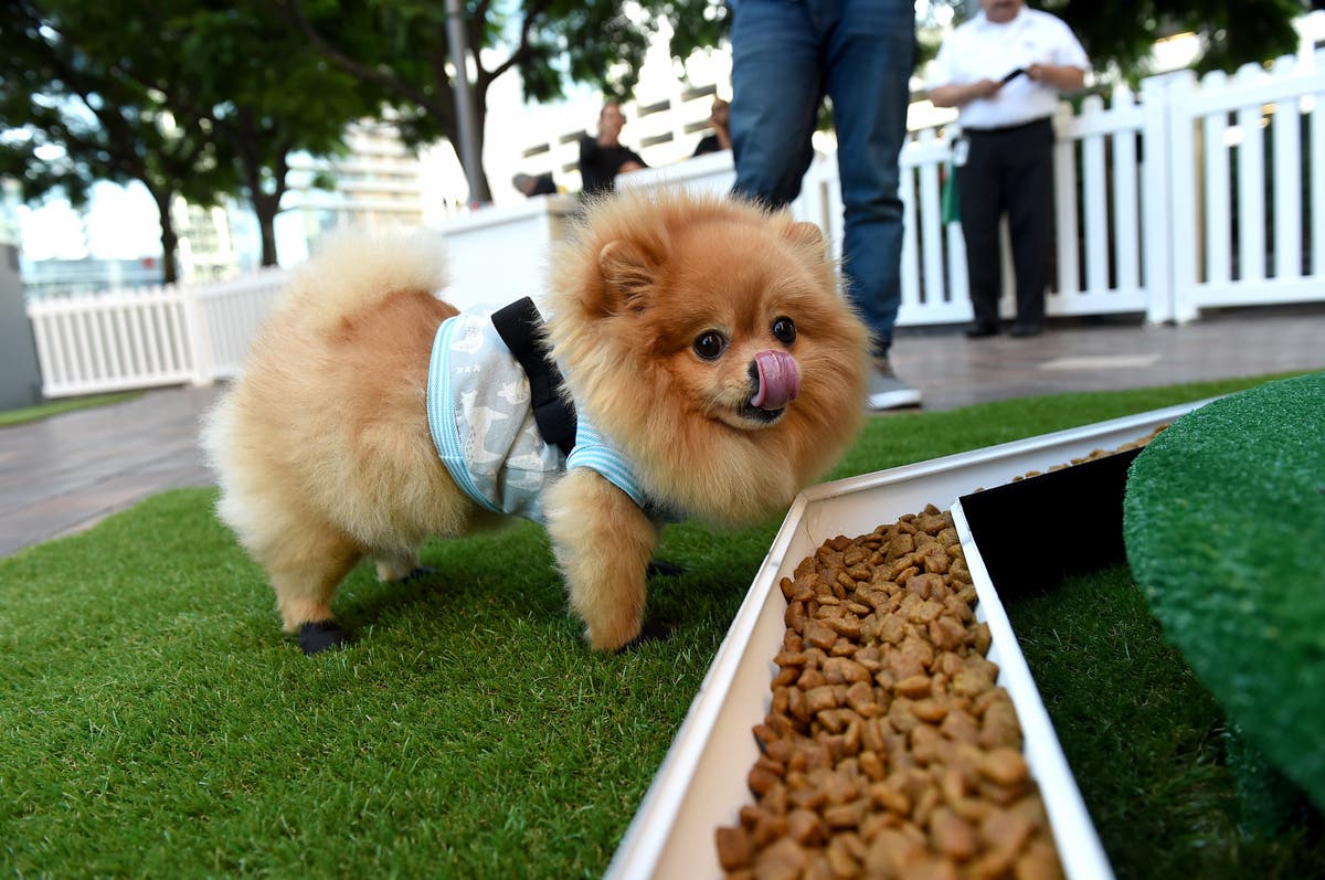 https://patch.com/img/cdn20/users/22511888/20180914/114524/styles/raw/public/processed_images/natures_recipe_dogumenta_vip_preview_2-1536939906-3920.jpg