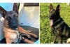 At left: K-9 Officer Harry, At right: K-9 Officer Achilles.