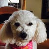 Missing "Bella" - Poodle from Carmel Valley area.
