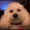 Missing "Bella" - Poodle from Carmel Valley area.