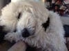 Missing "Bella" - Poodle from Carmel Valley area.