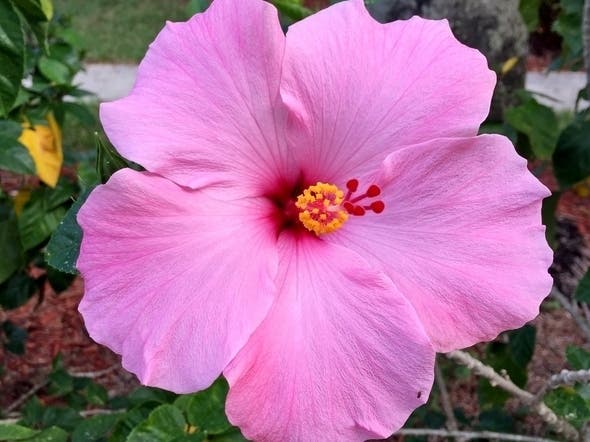 The two-day Hawaiian May Day Festival celebrates both Mother's Day and Lei Day at Alameda Co. Fairgrounds,Pleasanton.