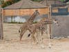 Two Male Giraffe Calves Mix with the Herd For the First Time at San Diego Zoo Safari Park.