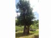 "This particular oak was gutted completely by the Witch Creek Fire. ... yet it still lives."