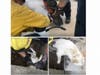 CAL FIRE/Riverside County Fire Department​ rescues dog trapped under patio in Perris, CA.