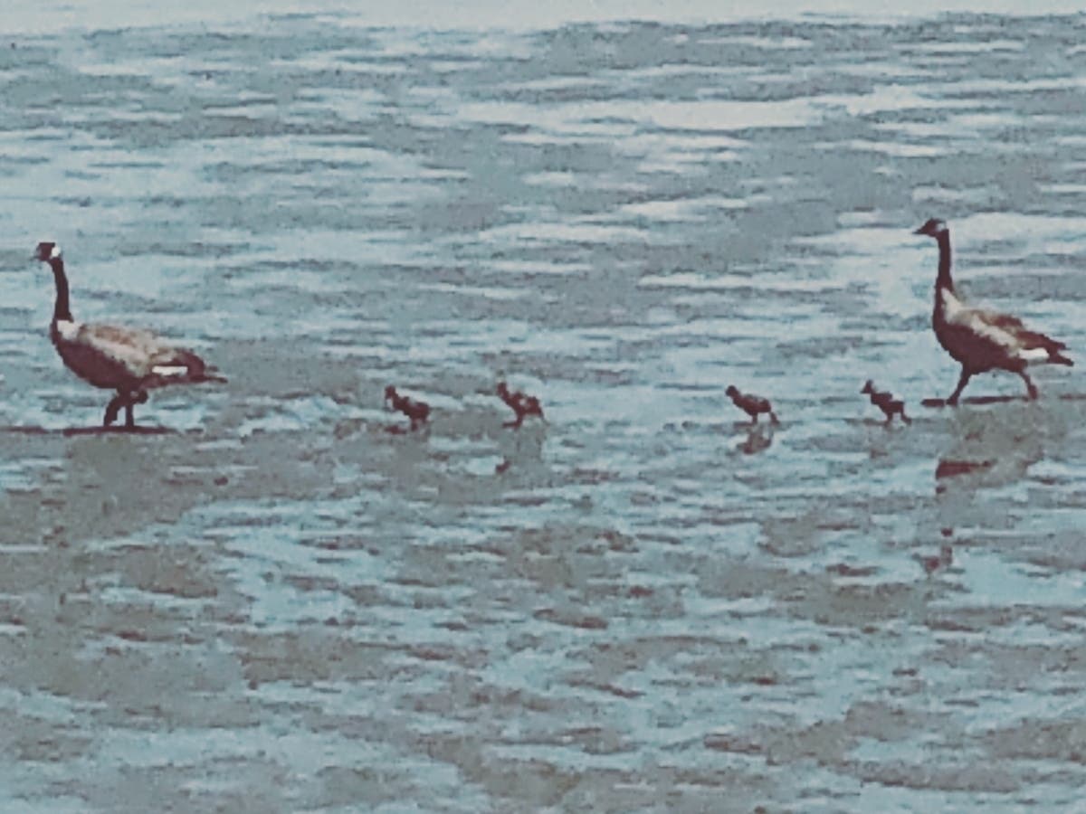 Photo from Foster City, CA.