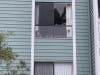 A hawk flew into a window at an apartment building and crashed through the glass in Half Moon Bay, CA,