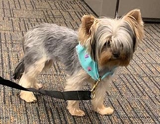 Beloved terrier taken from Menifee home recovered and reunited with owner.