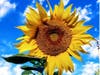 Mammoth sunflower in Hemet, Ca. backyard.
