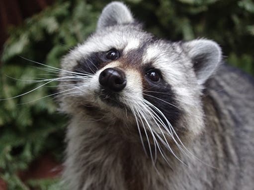 CuriOdyssey is at 1651 Coyote Point Drive in San Mateo, CA.