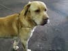 Dog found running loose in San Bruno park.