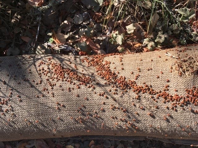 At  Redwood Regional Park.