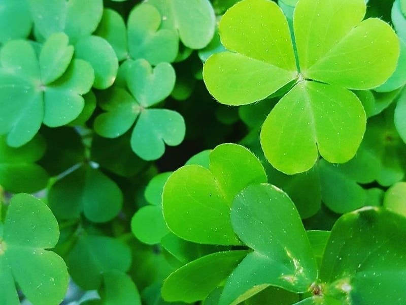 St. Patrick's Day 2020 event guide for the San Diego County area.