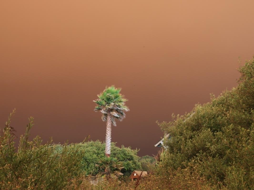 A lonesome palm tree in the wind Wednesday near Davenport. 