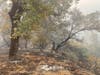 Walbridge Fire leaves behind burned trees and forests.
