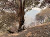 The possibility of falling trees looms in Walbridge Fire aftermath.