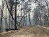 Scorched forests along Big Ridge and Chemise roads in the wake of the Walbridge Fire.