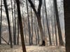 Fire-damaged forests along Big Ridge and Chemise roads in Healdsburg area. 