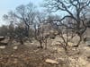 Wildfire-scorched land in Sonoma County after devastating Walbridge Fire.  