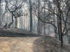 Scorched forests along Big Ridge and Chemise roads in the wake of the Walbridge Fire.