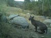 San Dieguito River Valley Conservancy shares photo of a bobcat on a trail.