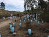 Planting Gonzales Canyon with San Dieguito River Valley Conservancy.