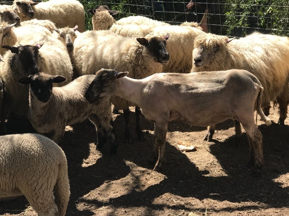  See live demonstrations of sheep shearing & more at 123 Farm in Cherry Valley, CA.