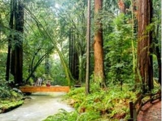 Although Muir Woods is managed by the National Parks Service, the County of Marin is responsible for aspects of transportation in that area and is working on behalf of residents affected by park traffic.

 