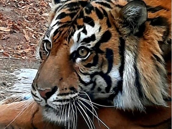 The R.I.T.Z. event raises funds for rare and endangered wildlife at the San Diego Zoo and San Diego Zoo Safari Park via SD Zoo Wildlife Alliance.