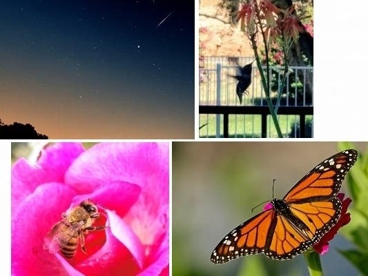 This week's top photos submitted from Patch readers throughout California.