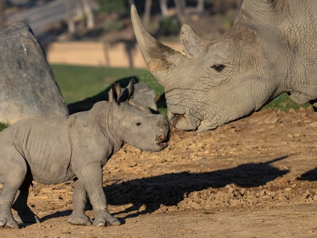 Southern white rhino Kianga and her 6-day-old female calf at the San Diego Zoo Safari Park.
