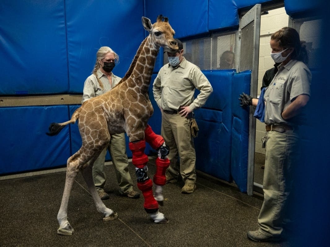 A giraffe born with a serious disorder is thriving at San Diego Zoo Safari Park in Escondido, thanks to "life-saving" leg braces.