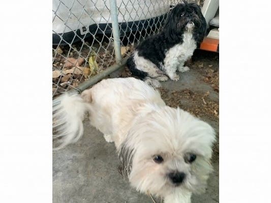 The dogs were back at home this week.