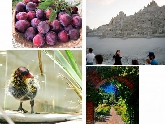 Freshly picked, backyard plums, a SoCal beach sandcastle memory, the gardens of the Filoli estate and a coot chick are among photos submitted this week from California Patch readers.