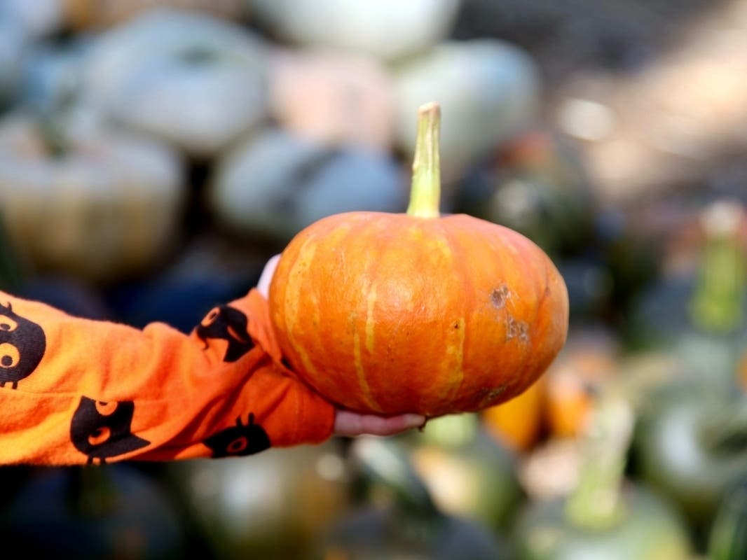 Celebrate fall with Halloween haunted houses, Dia de los Muertos events, trick-or-treats and pumpkin patches throughout Orange County.