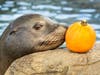 Dine among sea otters & other animals as The Aquarium of the Pacific in Long Beach hosts a buffet-style Thanksgiving feast Nov. 24.