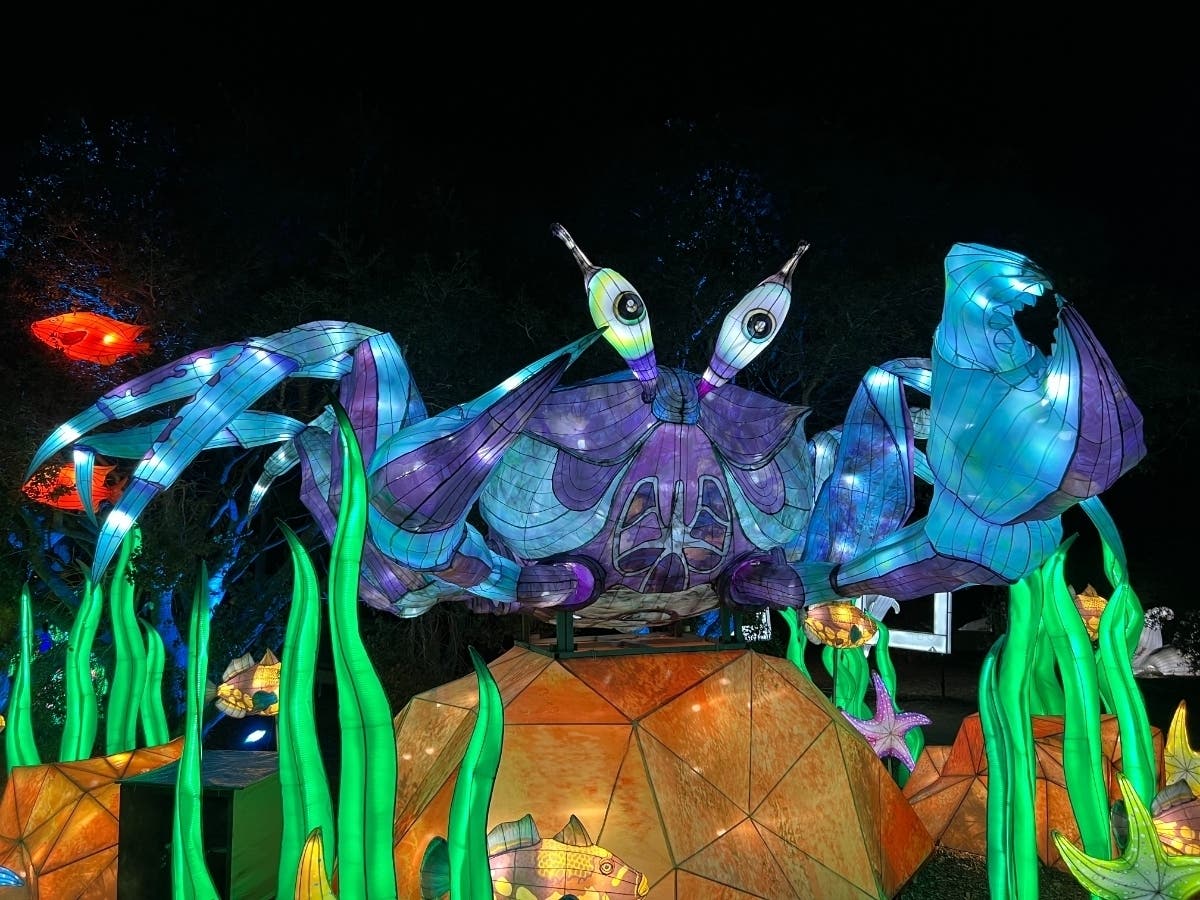 Oakland Zoo's holiday lantern festival, "Glowfari," is underway this weekend, along with lighted boat parades in Petaluma and Sausalito, and "Weihnachtsmarkt," a German holiday market in Mountain View.