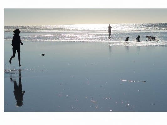 Photo from Del Mar Dog Beach in Del Mar, CA.