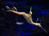 A seadragon male is carrying eggs in the Seadragons & Seahorses habitat at Birch Aquarium at Scripps Institution of Oceanography in La Jolla, CA.