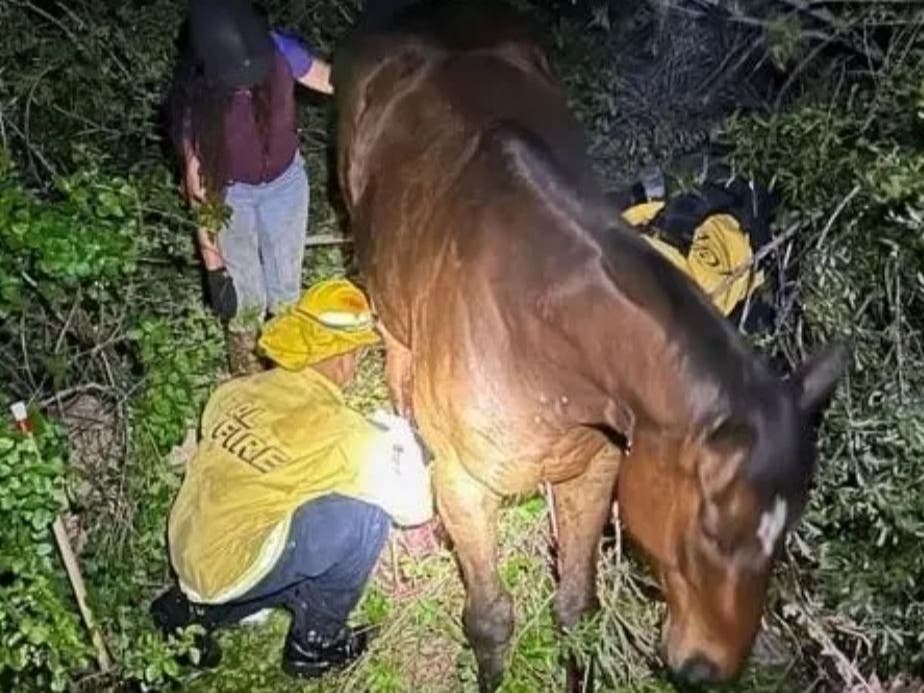 Emergency crews and animal-welfare workers hiked about five miles down a San Diego County ravine to where an injured horse "Dobby" landed.