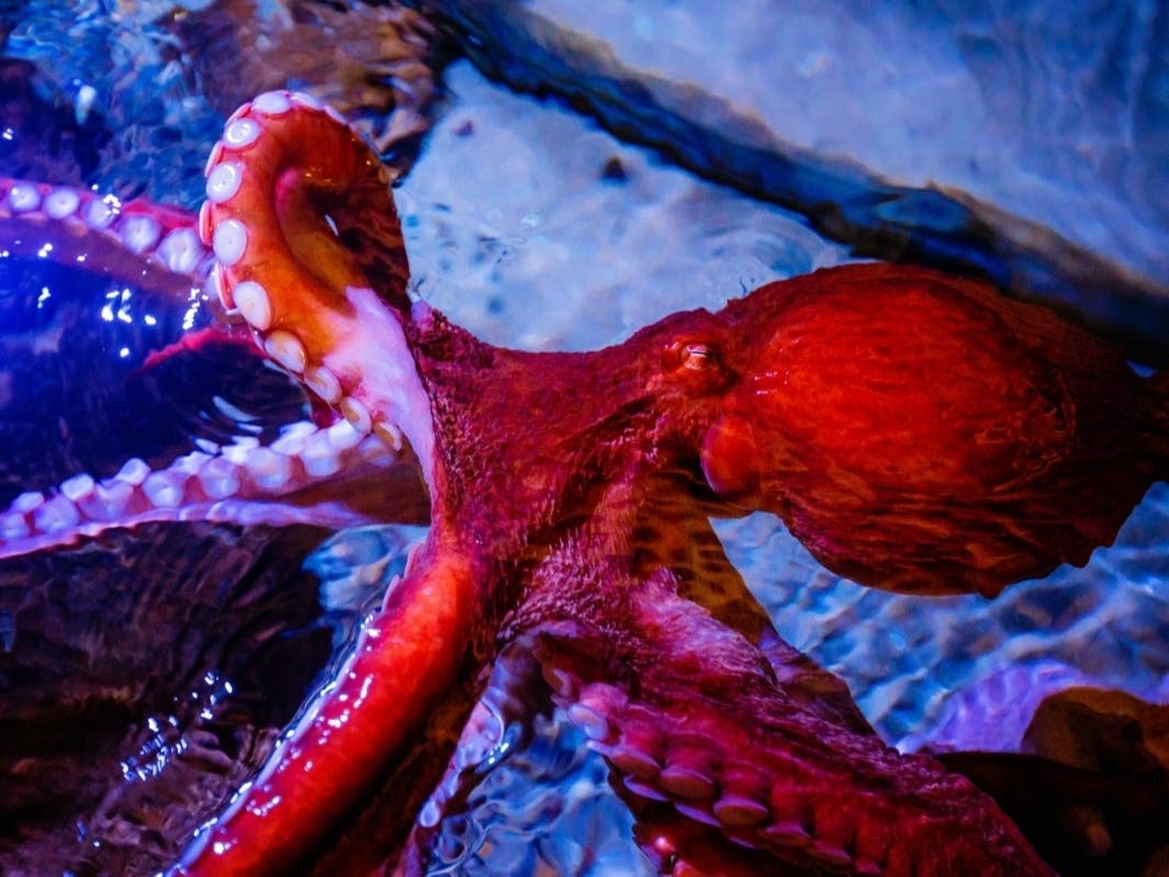 Among top events June 17-18, 2023 throughout San Diego area are Switchfoot Bro-Am Beach Fest & Concert at Moonlight Beach, Encinitas, octopus tours at Birch Aquarium, La Jolla, and Mission San Luis Rey Anniversary Fiesta & Carnival in Oceanside.