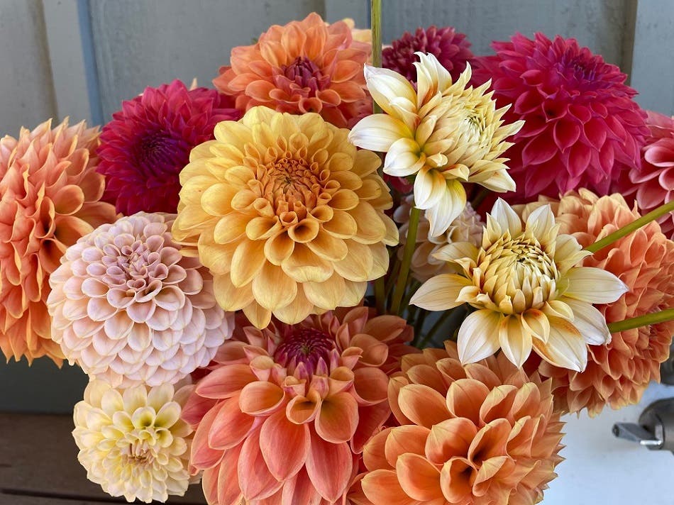 Dahlia Show